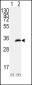 CDK1 Antibody (T14)
